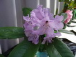 R. Muncaster Mist